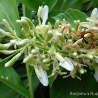 Alpinia galanga (L.) Willd.